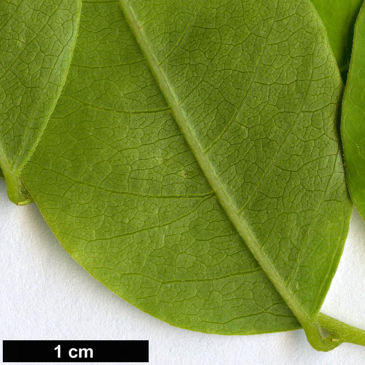 High resolution image: Family: Fabaceae - Genus: Platyosprion - Taxon: platycarpum